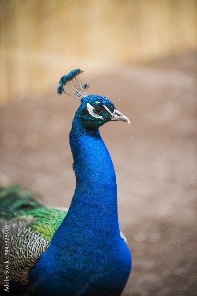 Obraz premium Portrait of an Indian peacock profile outside