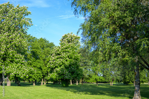 Large green trees in the park area by the sea promenade