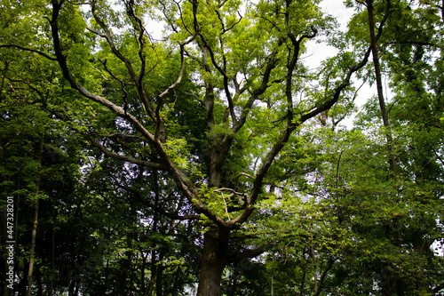 Fototapeta Naklejka Na Ścianę i Meble -  green leaves of tree
