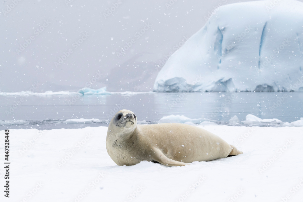 An adult crabeater seal (Lobodon carcinophaga), hauled out on the ice in Antarctic Sound, Weddell Sea An adult crabeater seal (Lobodon carcinophaga), hauled out on the ice in Antarctic Sound, Weddell Sea