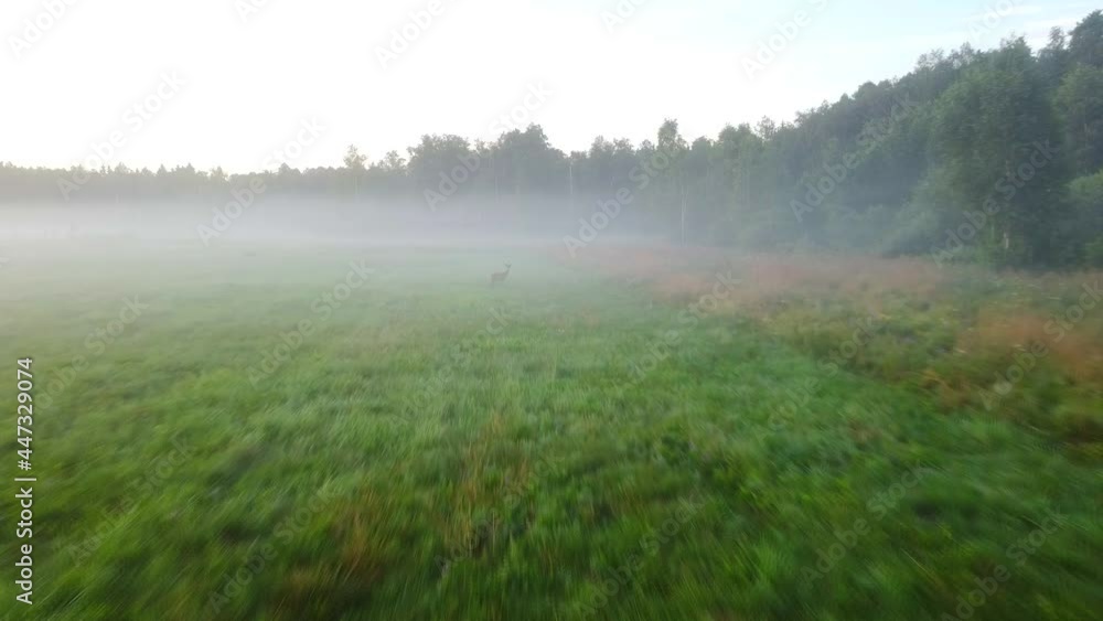 deer emerging from the fog on the meadow
deer emerging from the fog on the meadow
