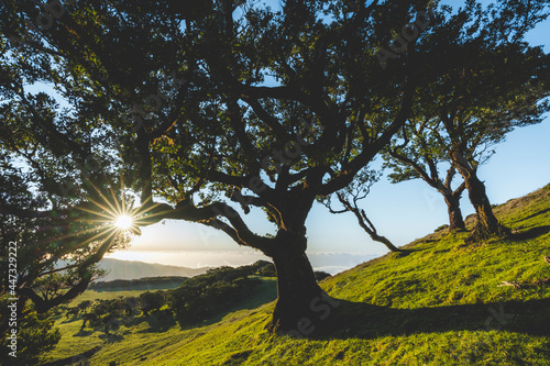 Old laurel tree and green meadows at sunset, Fanal forest, Madeira island, Portugal, Atlantic