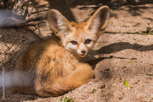 Fennec fox or desert fox, cute little fox sleeping curled