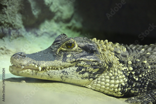 Crocodile in the terrarium at the zoo close up  blurred background