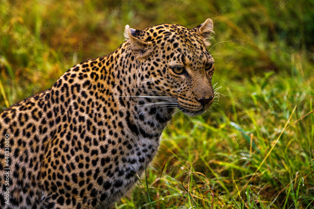 A Leopard (Panthera pardus) in the Maasai Mara National Reserve, Kenya A Leopard (Panthera pardus) in the Maasai Mara National Reserve, Kenya