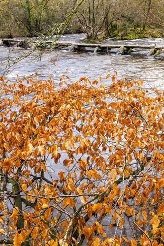 Autumn foliage of a beech tree beside the prehistoric clapper bridge across the River Barle at Tarr Steps, Exmoor National Park, Somerset photo