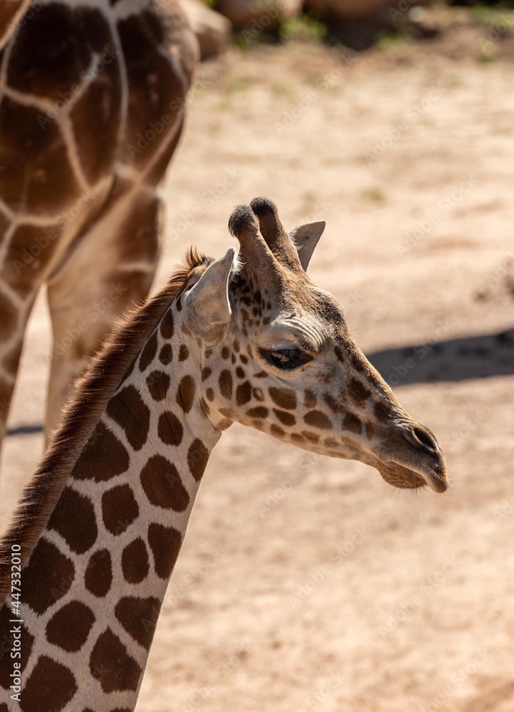 Obraz premium giraffe in zoo