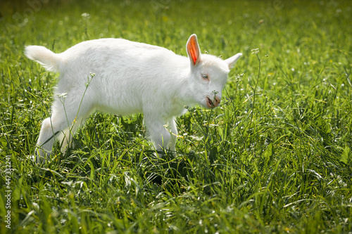 white little goat eating green grass in the meadow