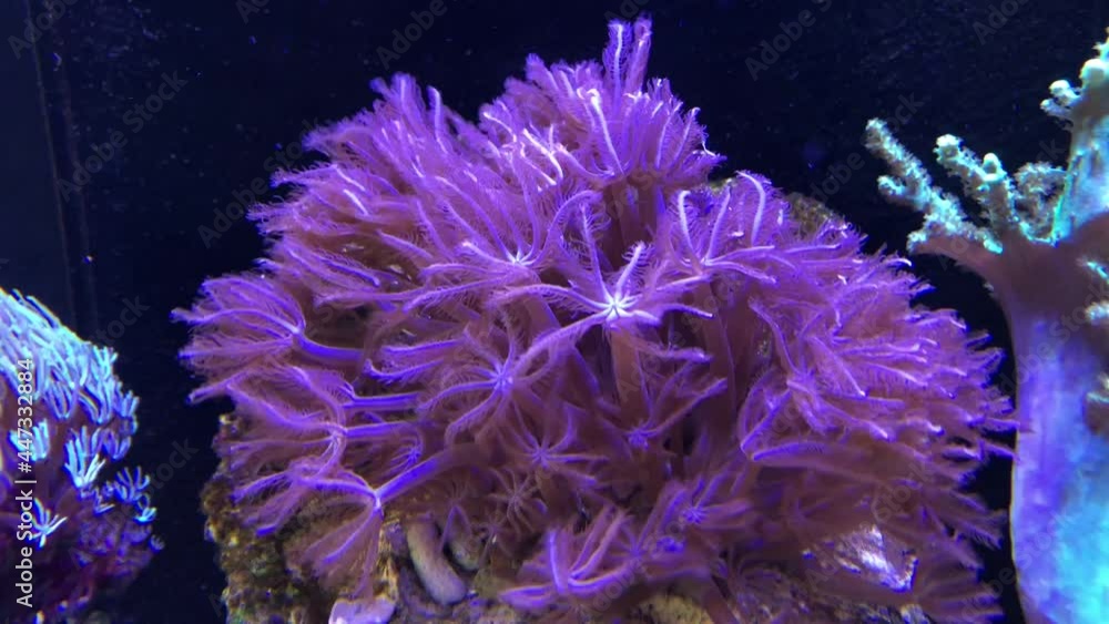 Eine Koralle im Meerwasseraquarium. Eine Koralle im Meerwasseraquarium.