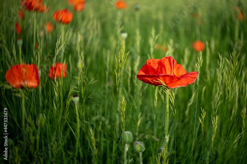 red poppy flowers