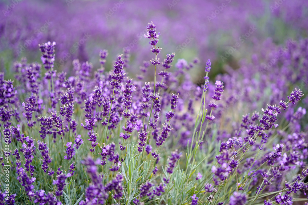 closeup of violet lavender flowers closeup of violet lavender flowers