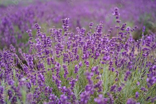 closeup of violet lavender flowers © chrupka