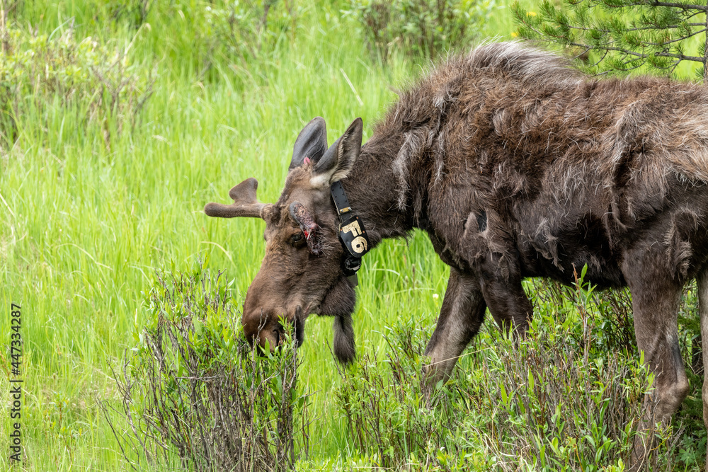 moose collared in grass