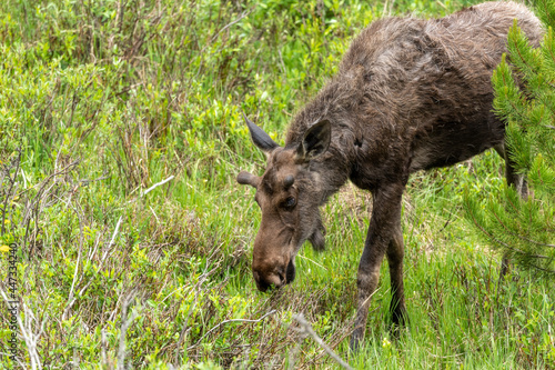 moose with collar