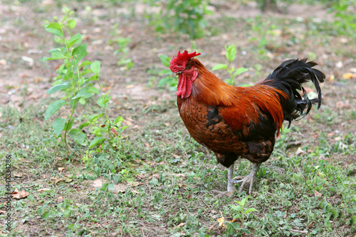 Fotografie Nice big rooster with red comb on the grass