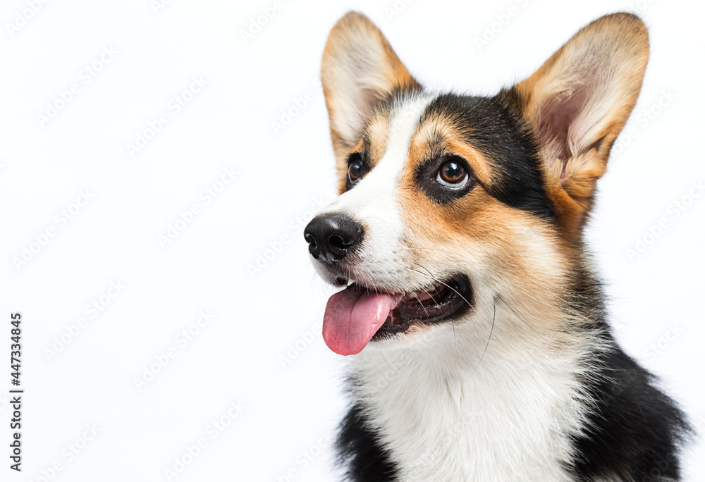 smile corgi dog with tongue on a white background