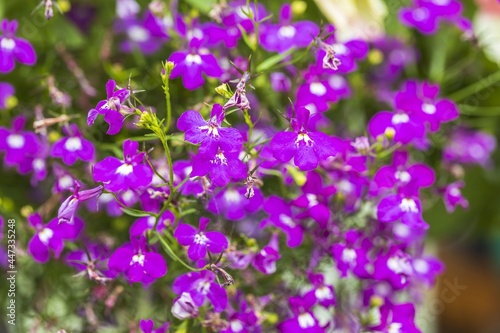 Close up view of beautiful purple summer flowers.