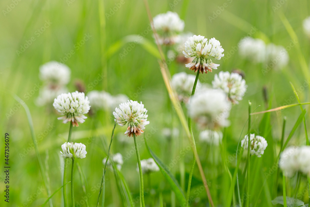 Trifolium repens, the white clover (also known as Dutch clover, Ladino clover, or Ladino), is a herbaceous perennial plant in the bean family Fabaceae. Macro shot of a white clover (trifolium repens)  - obrazy, fototapety, plakaty 