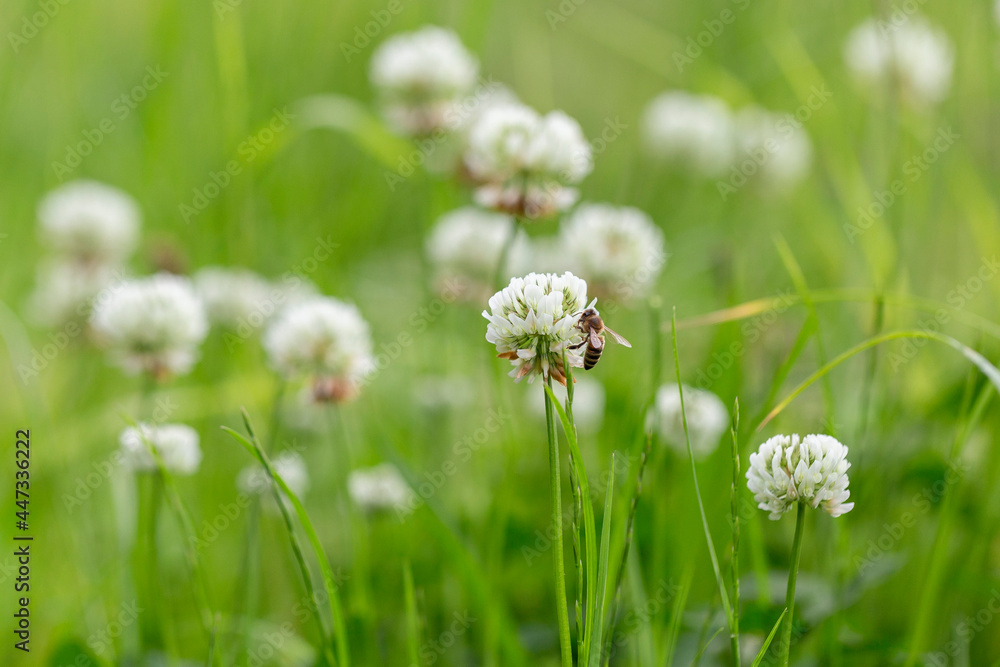 Trifolium repens, the white clover (also known as Dutch clover, Ladino clover, or Ladino), is a herbaceous perennial plant in the bean family Fabaceae. Macro shot of a white clover (trifolium repens) Trifolium repens, the white clover (also known as Dutch clover, Ladino clover, or Ladino), is a herbaceous perennial plant in the bean family Fabaceae. Macro shot of a white clover (trifolium repens)