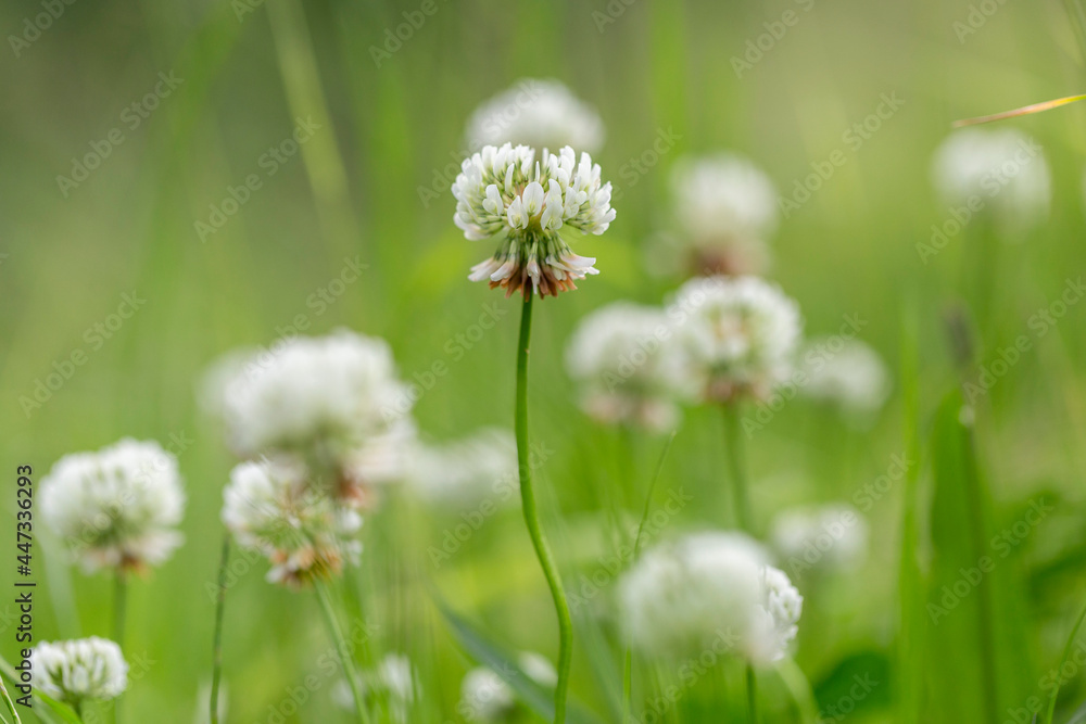 Trifolium repens, the white clover (also known as Dutch clover, Ladino clover, or Ladino), is a herbaceous perennial plant in the bean family Fabaceae. Macro shot of a white clover (trifolium repens)  - obrazy, fototapety, plakaty 