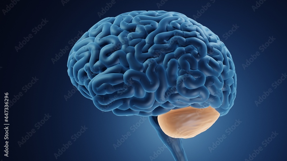 Human brain with highlighted cerebellum 3d illustration Human brain with highlighted cerebellum 3d illustration