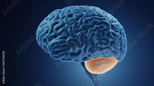 Human brain with highlighted cerebellum 3d illustration photo