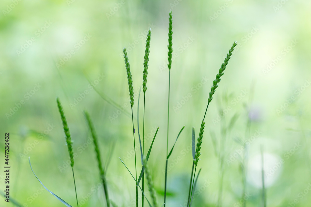 Cynosurus cristatus, the crested dog's-tail, is a short-lived perennial grass in the family Poaceae.