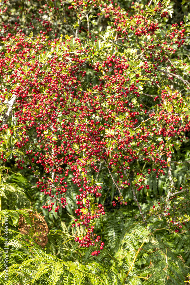 September on Exmoor National Park - An abundant crop of haw berries in early autumn near Horner, Somerset UK