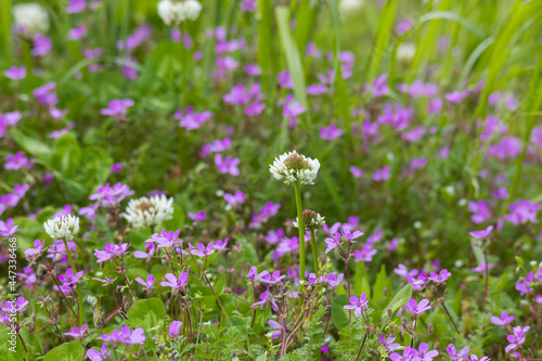 Lovely abstract background with violet flowers. Soft focus photo