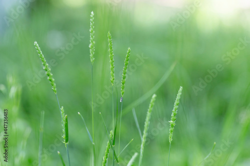 Cynosurus cristatus, the crested dog's-tail, is a short-lived perennial grass in the family Poaceae. photo