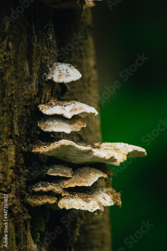 wood mushroom