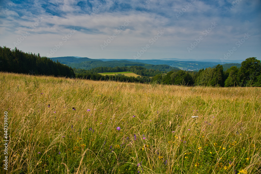 Thüringer Wald bei Struth-Helmersdorf