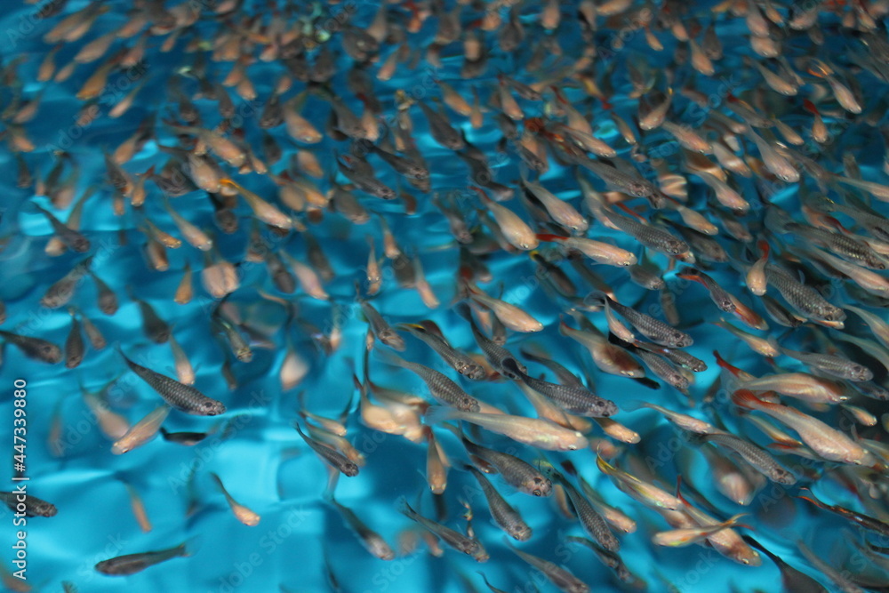 Fototapeta premium Shoal of Guppys (Poecilia reticulata) swimming near the surface in an aquaculture tropical fish farm in Chile