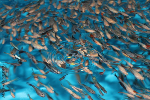 Guppy fish (Poecilia reticulata) swimming near the surface in an aquaculture tropical fish farm in Chile