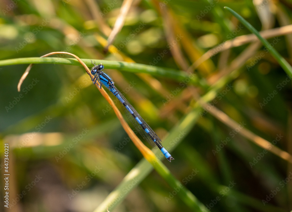 Close up of a Small blue Dragonfly in Yellowstone sitting on a blade of grass Close up of a Small blue Dragonfly in Yellowstone sitting on a blade of grass