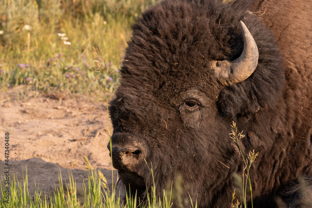 Yellowstone Bison / Buffalo laying down