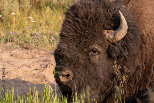 Yellowstone Bison / Buffalo laying down