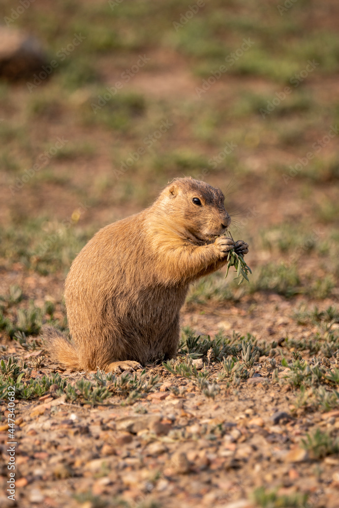 Prairie Dog eating during magic hour in Theodore Roosevelt National Park in North Dakota Prairie Dog eating during magic hour in Theodore Roosevelt National Park in North Dakota