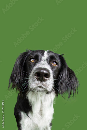Serious and attentive puppy dog. Isolated on  green background © Sandra