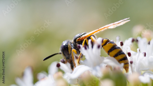 Macro de una avispa alimentándose del polen de una flor en la naturaleza