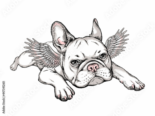 Cute french bulldog puppy with angel wings. Vector illustration in hand-drawn style. Stylish image for printing on any surface	