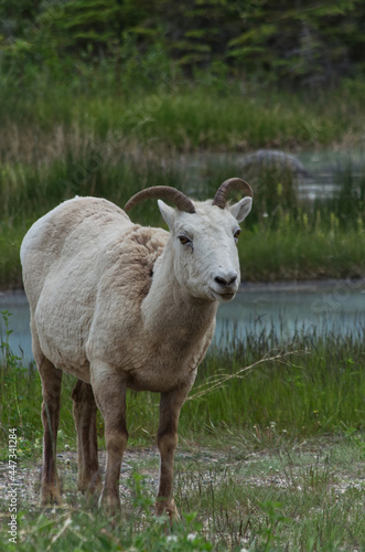 A Female Bighorn Sheep looking up