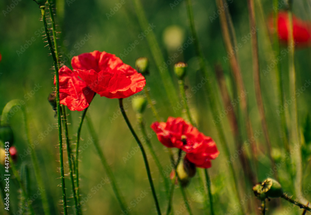 Fototapeta premium Red poppy in the meadow