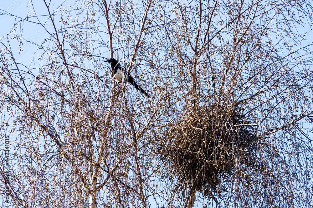 A magpie and its nest in a silver birch tree in suburban Gloucester UK