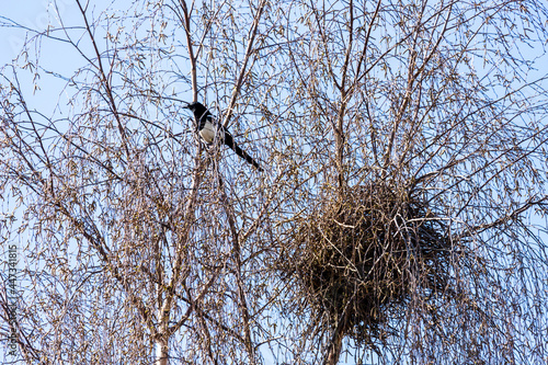 Obraz na płótnie A magpie and its nest in a silver birch tree in suburban Gloucester UK w salonie