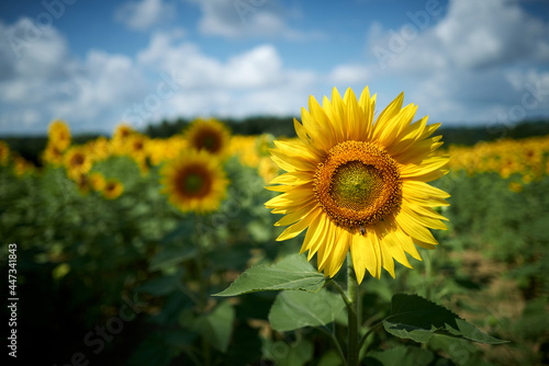 sunflower field with sky