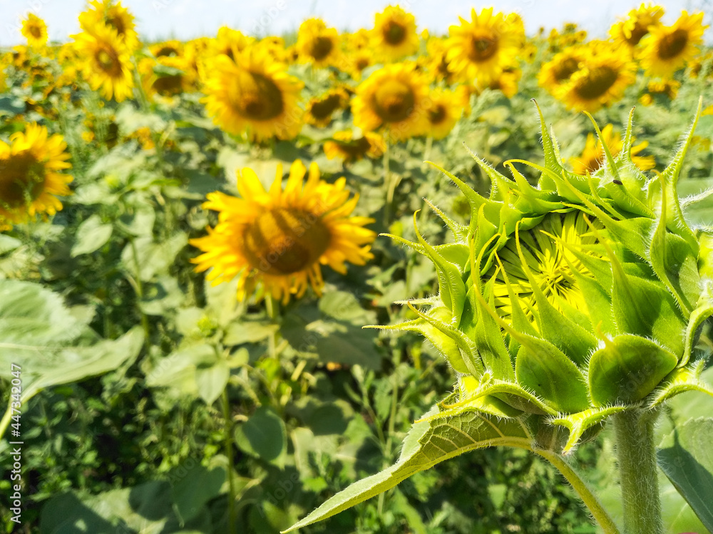 Selective focus on sunflower bud against the background of blue sky. Sunflower season. Flower in the rays of the sun. Natural background. Farm harvest concept. Selective focus on sunflower bud against the background of blue sky. Sunflower season. Flower in the rays of the sun. Natural background. Farm harvest concept.