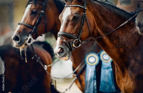Portrait sports brown stallions in the bridle after the competition with premium rosettes. Equestrian sport. © Azaliya (Elya Vatel)