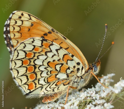 Melithaea phoebe butterfly. photo