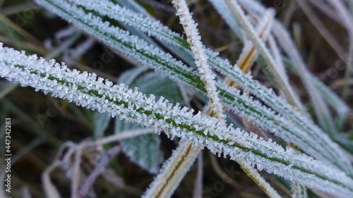 The frost on the leaves forms beautiful ice crystals